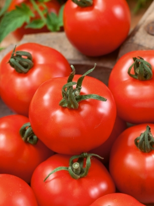 Picture of Tomato Moneymaker